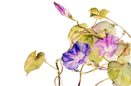 Morning Glory Flowers with Leaves