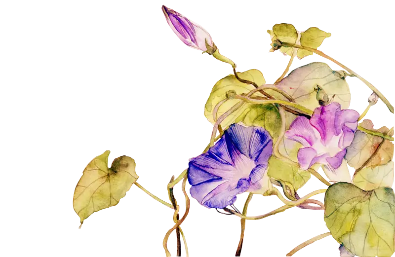 Morning Glory Flowers with Leaves