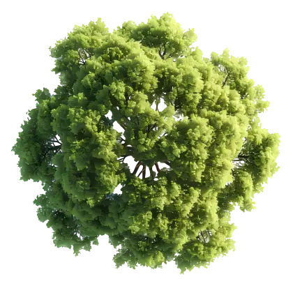 Dense Green Tree Top View