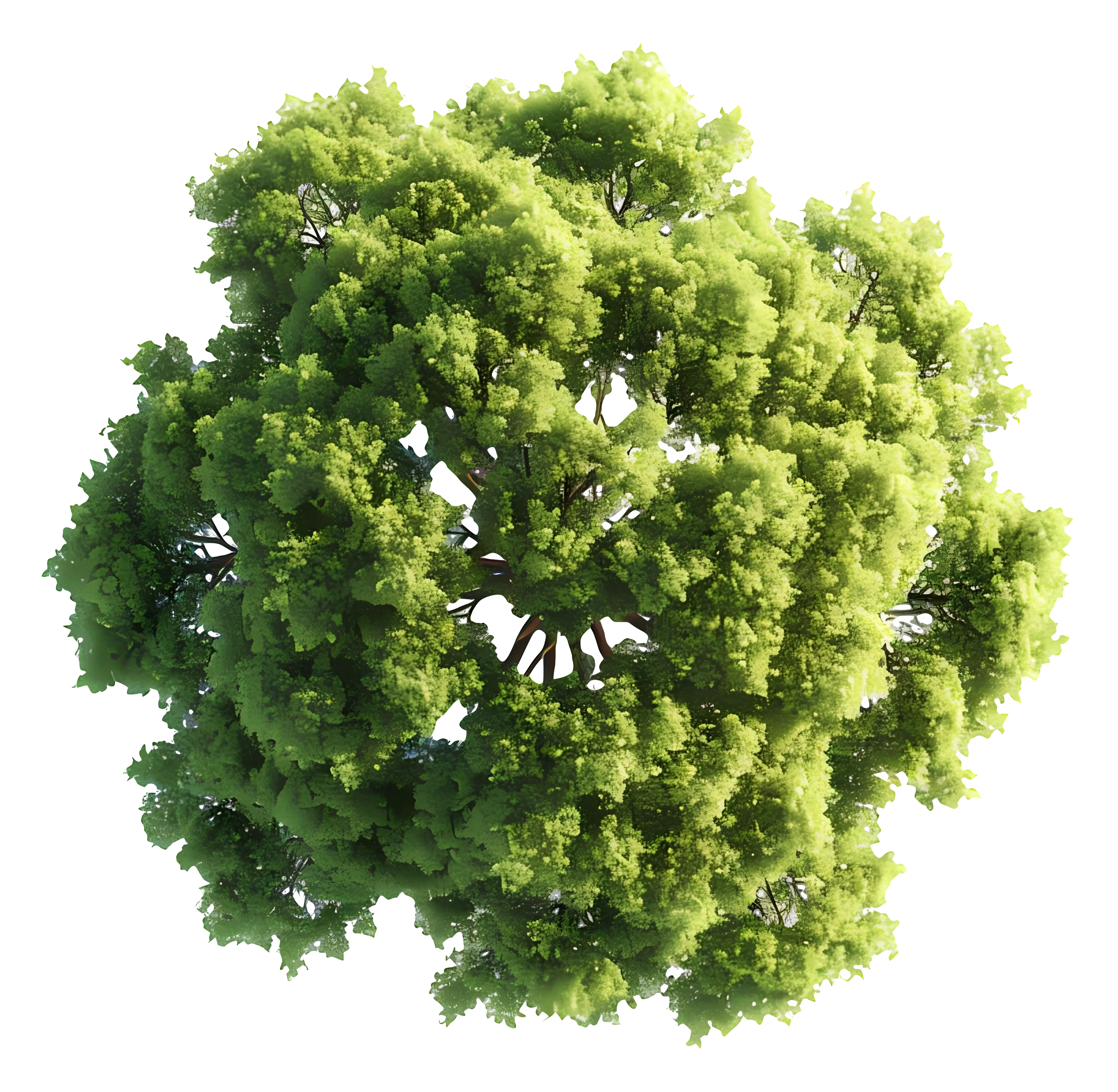 Dense Green Tree Top View