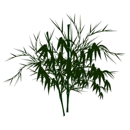 Silhouette of Bamboo Plant