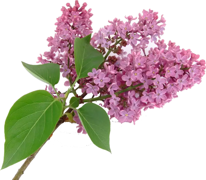 Lilac Flower Branch with Leaves