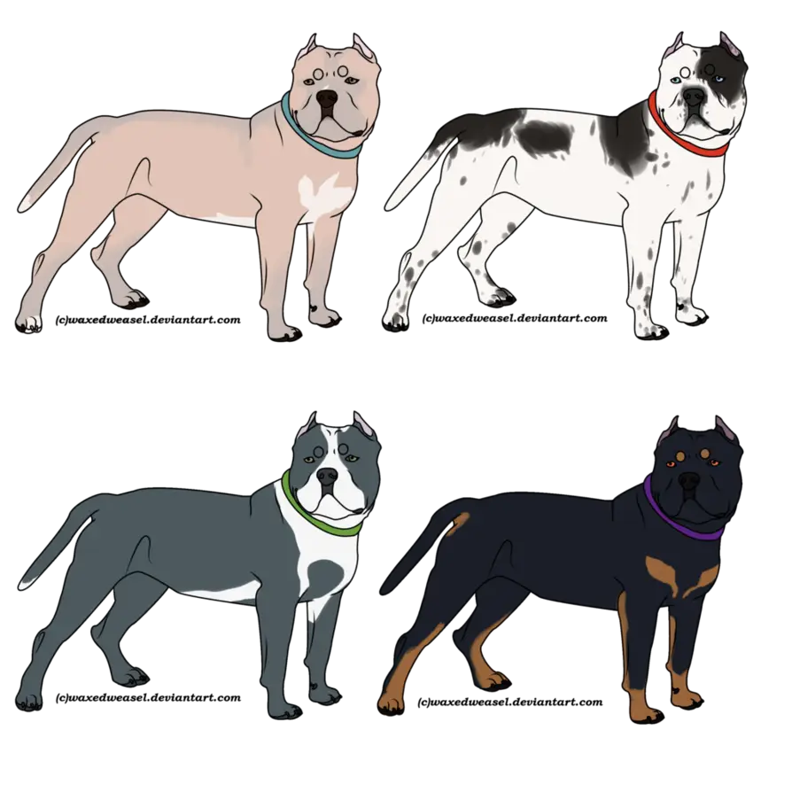 American Bully Dog Breed Illustration