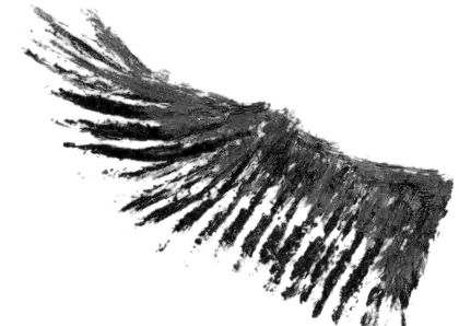 Black Feathered Wing Illustration