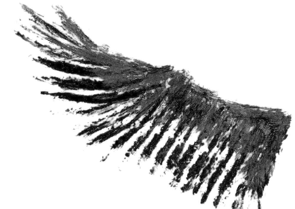 Black Feathered Wing Illustration