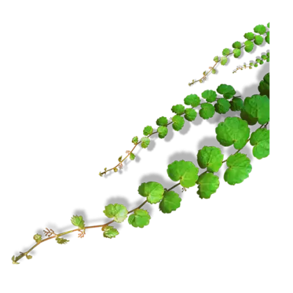 Fresh Green Leaves on Branch