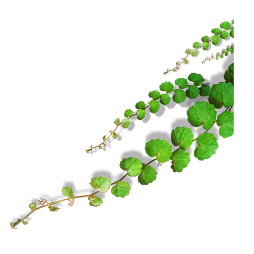 Fresh Green Leaves on Branch