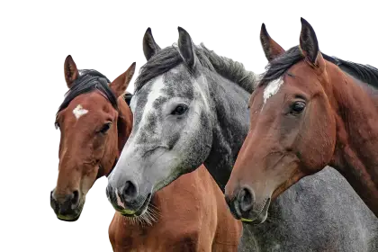 Group of Horses