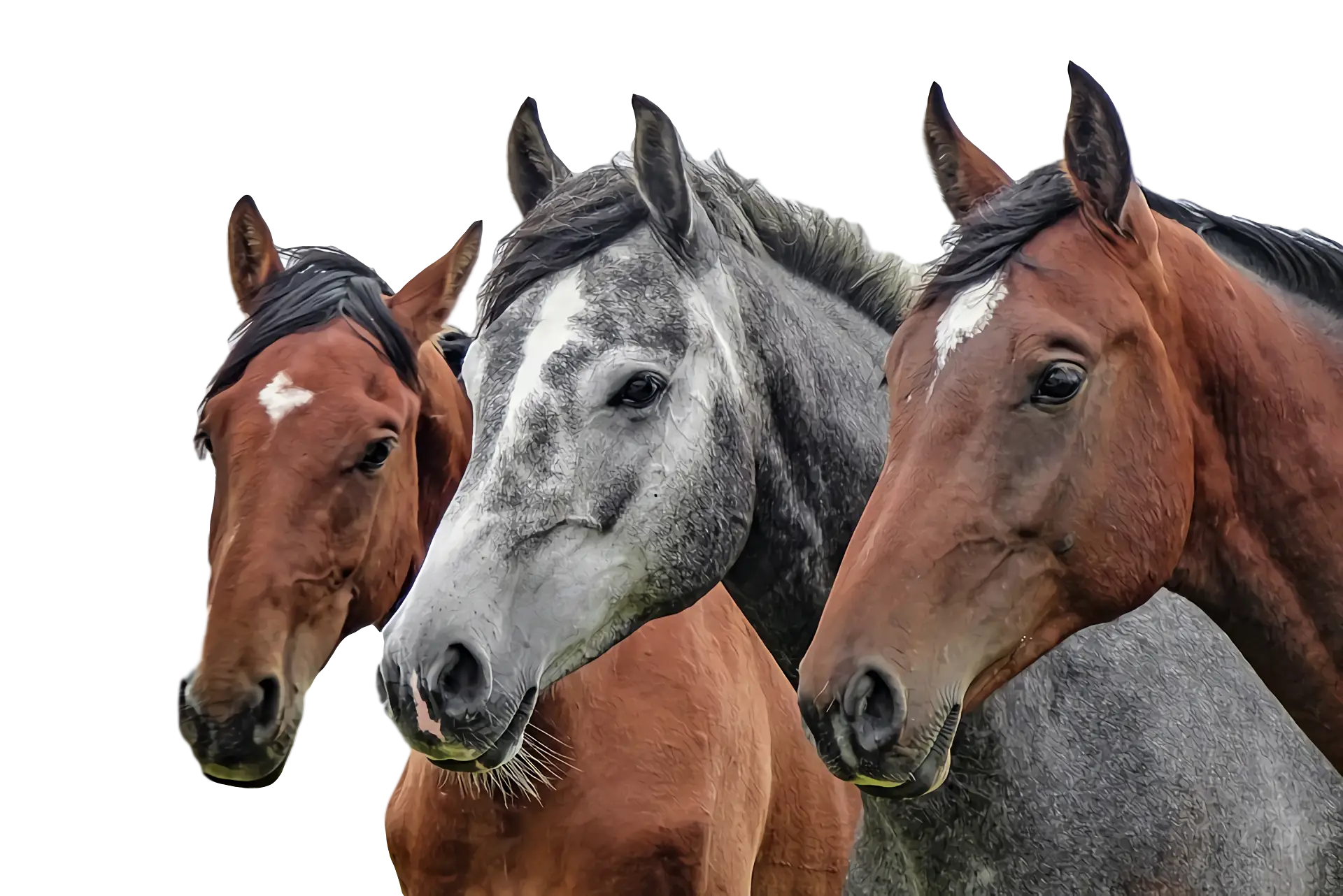 Group of Horses