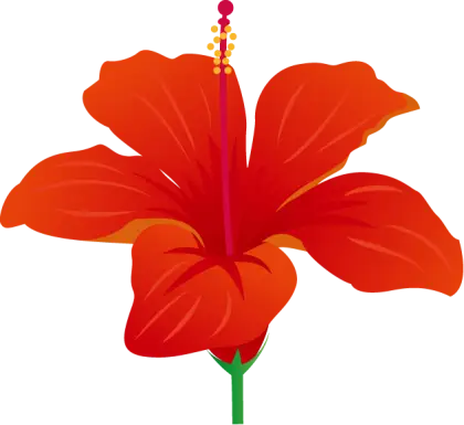 Red Hibiscus Flower