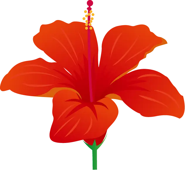 Red Hibiscus Flower