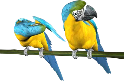 Blue and Yellow Parrots on Branch
