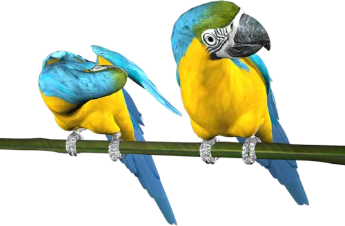 Blue and Yellow Parrots on Branch