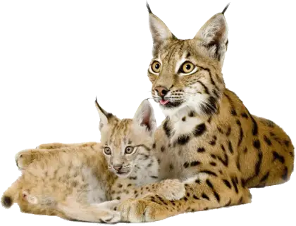 Lynx and Cub Relaxing Together