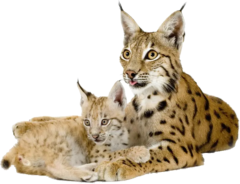 Lynx and Cub Relaxing Together