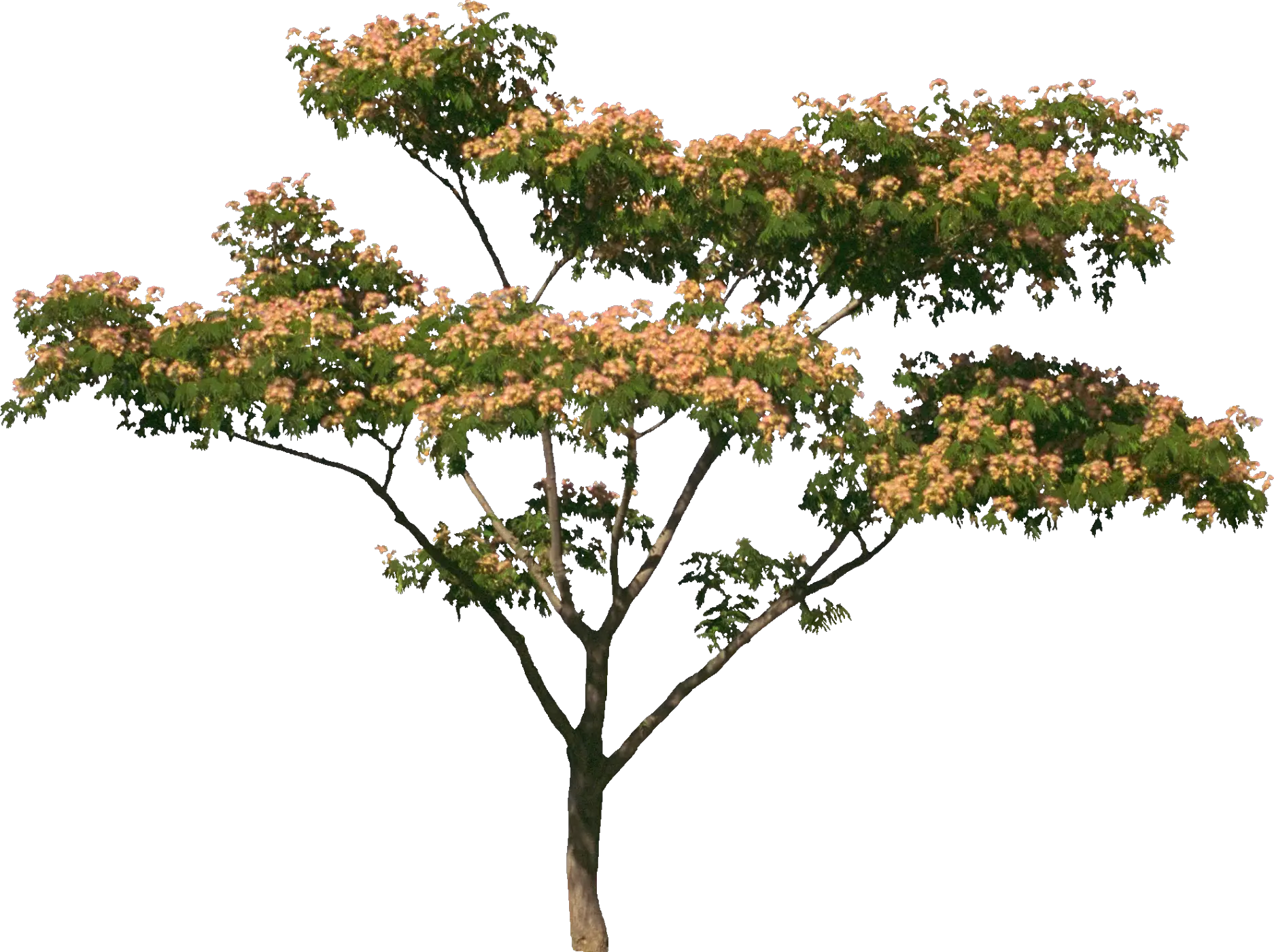Albizia Tree with Pink Blossoms