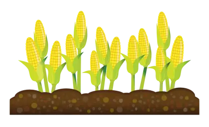 Corn Plants in a Field
