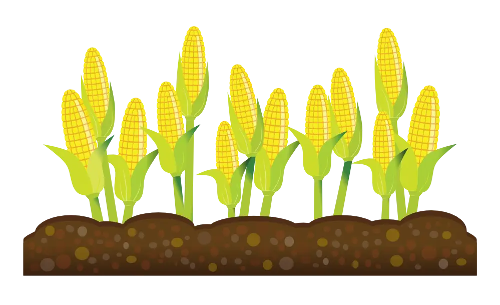 Corn Plants in a Field