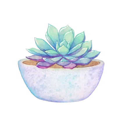 Succulent Plant in Pot