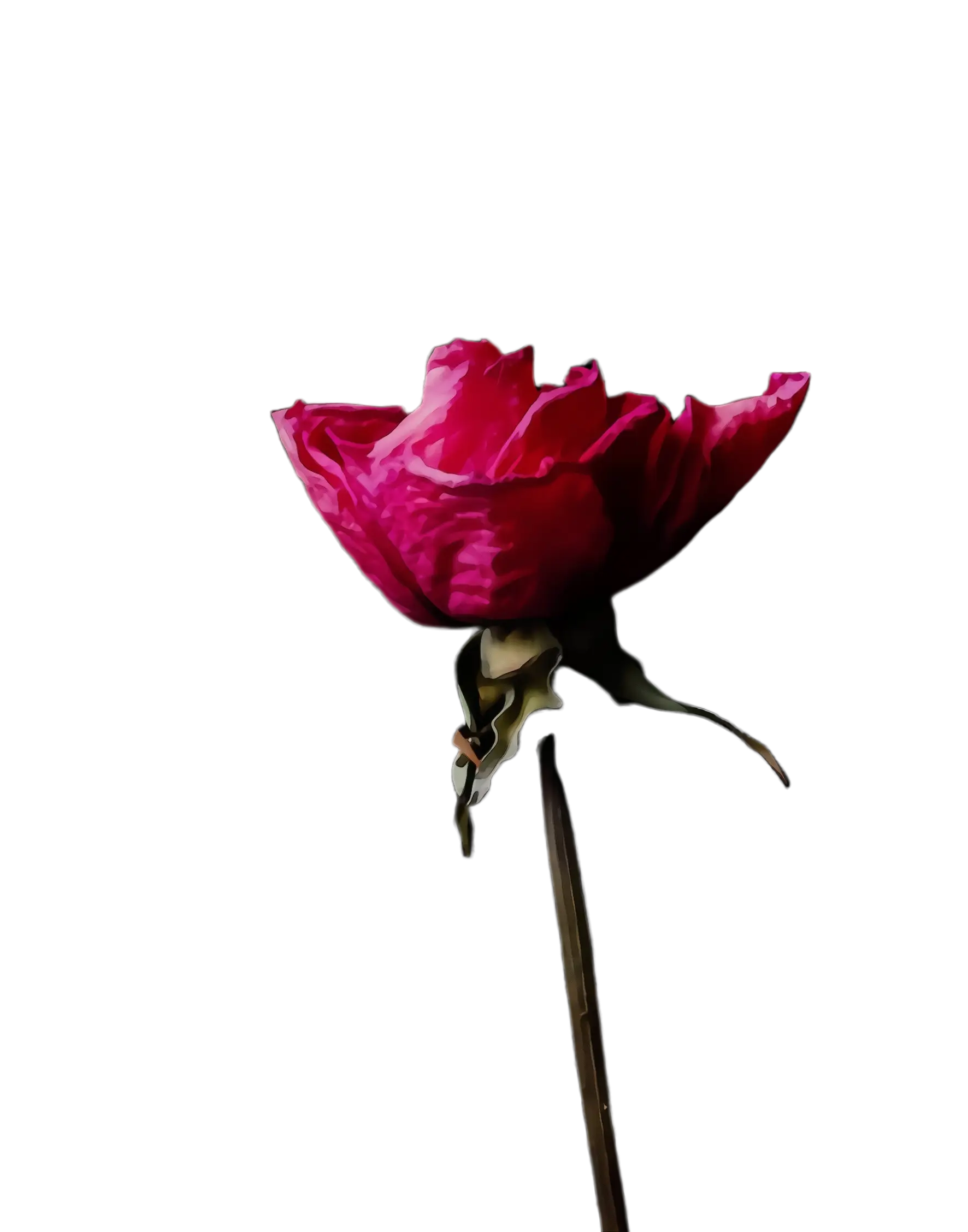 Red Rose Flower Symbol of Romance
