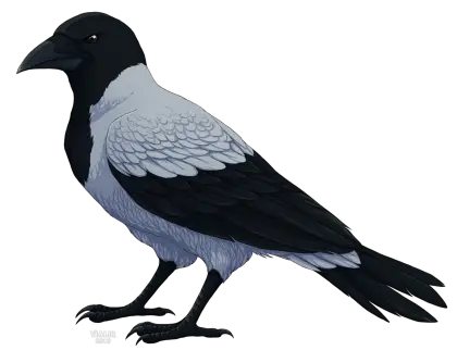 Hooded Crow Standing Gracefully