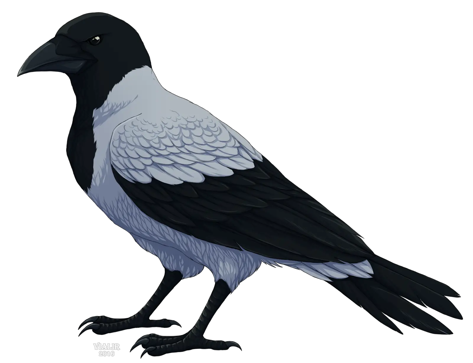 Hooded Crow Standing Gracefully
