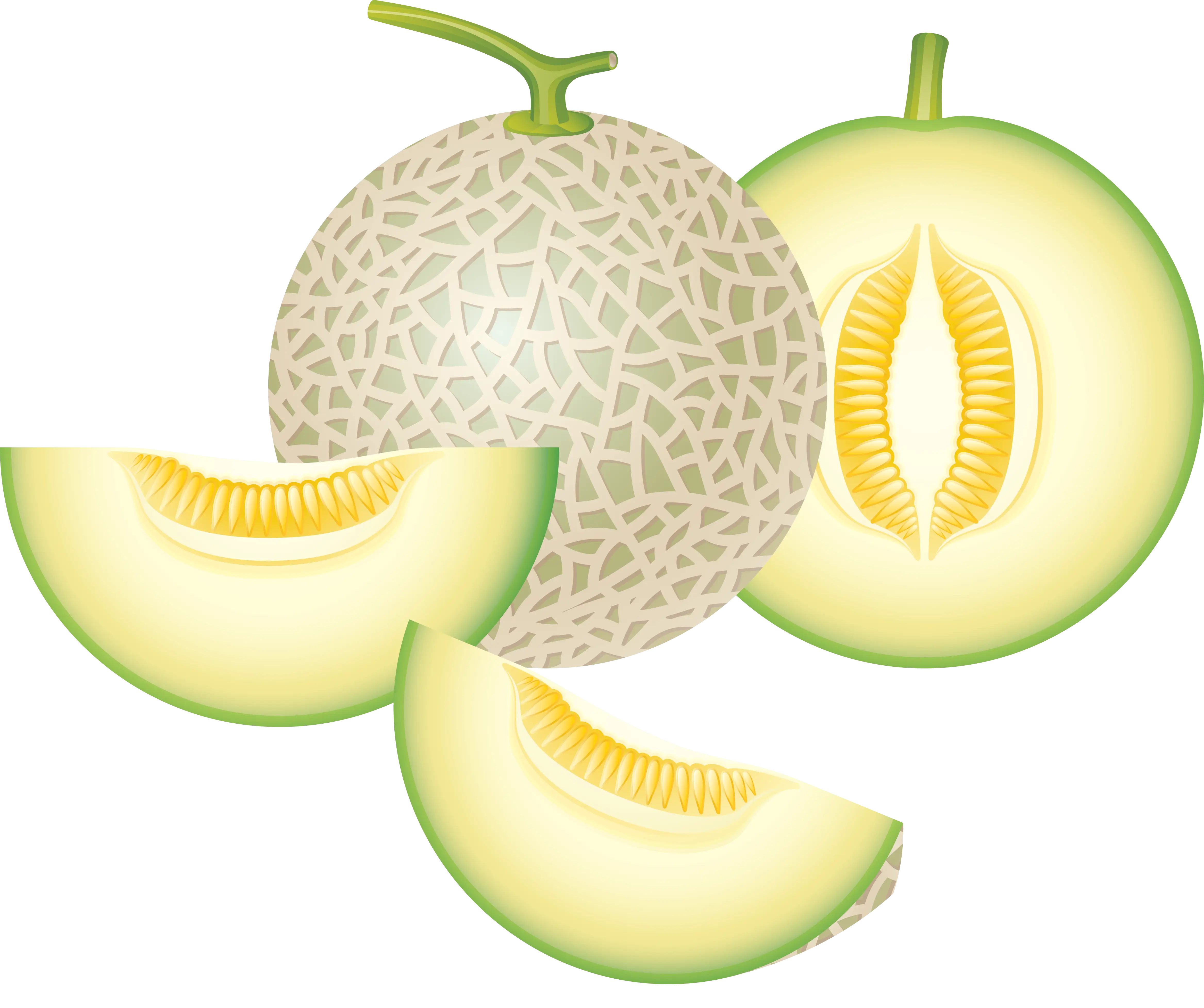 Whole Cantaloupe and Fresh Slices