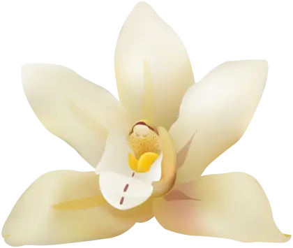 White Flower in Bloom
