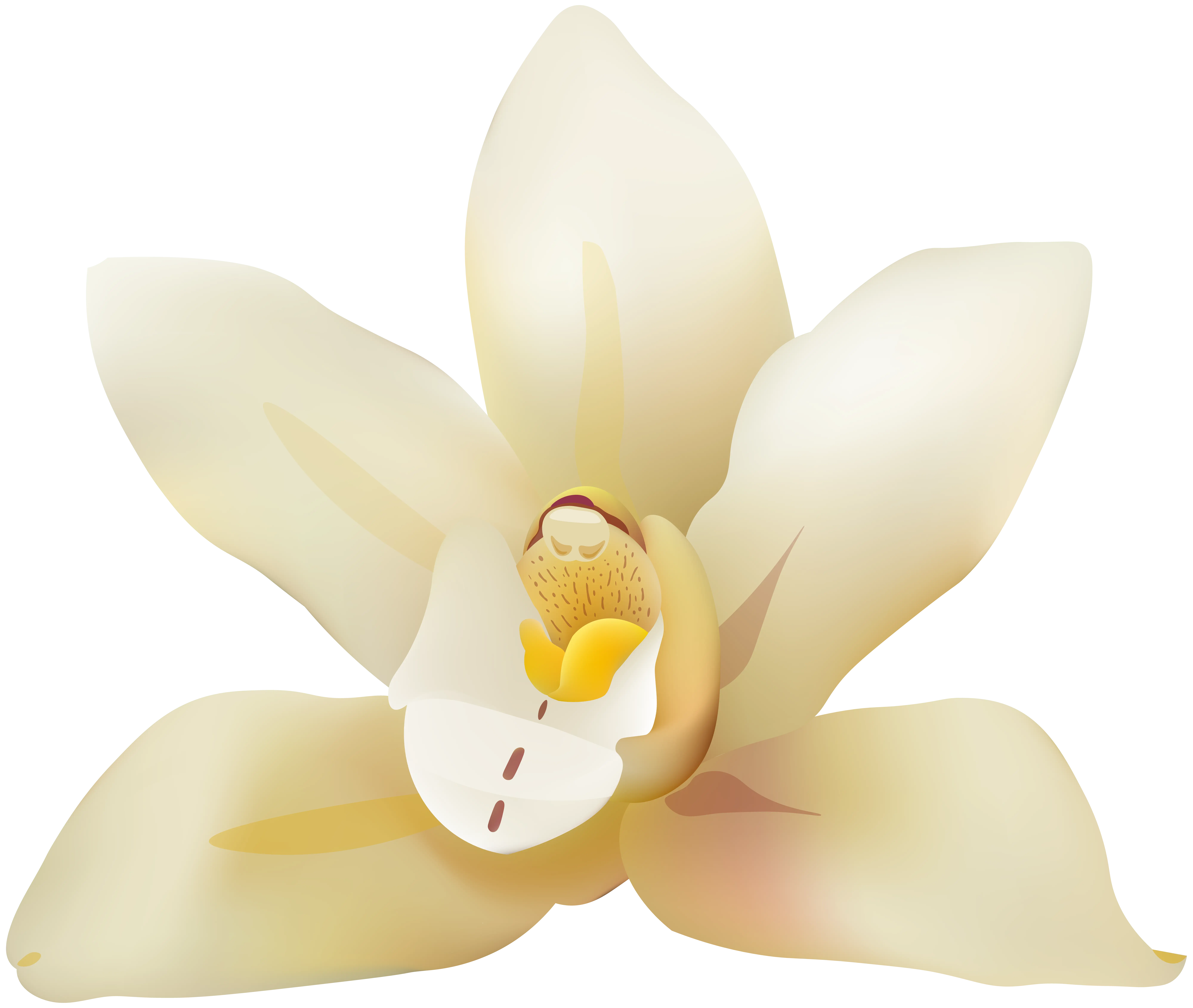 White Flower in Bloom
