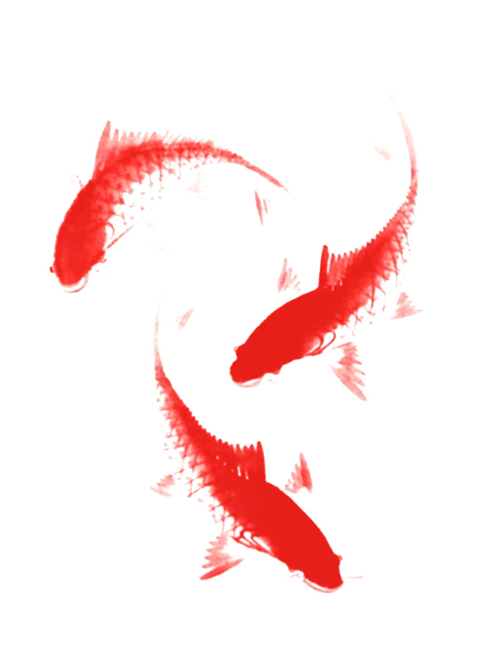 Red Koi Fish Watercolor Design
