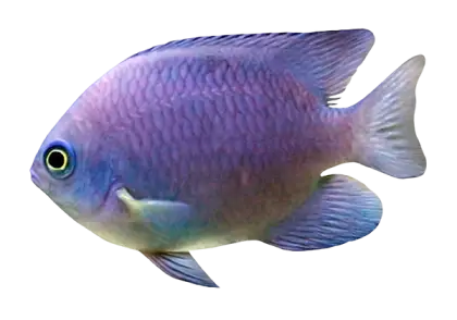 Vivid Blue Fish in Aquatic Habitat