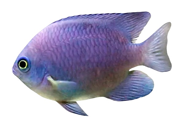 Vivid Blue Fish in Aquatic Habitat