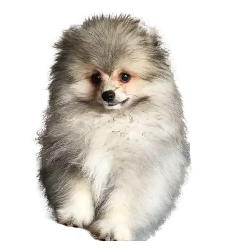 Fluffy Pomeranian Puppy