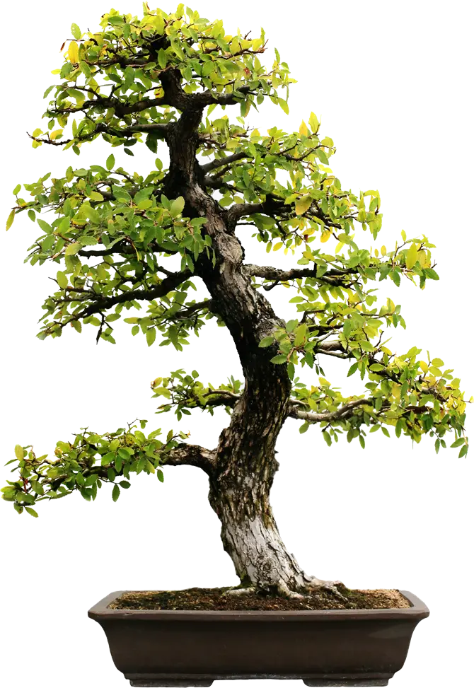 Elegant Bonsai Tree in Pot