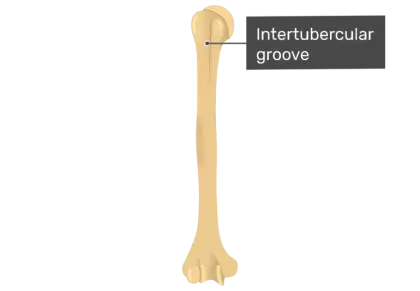 Intertubercular Groove on Humerus Bone
