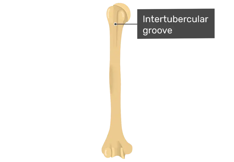 Intertubercular Groove on Humerus Bone