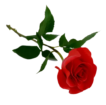 Red Rose Flower Illustration