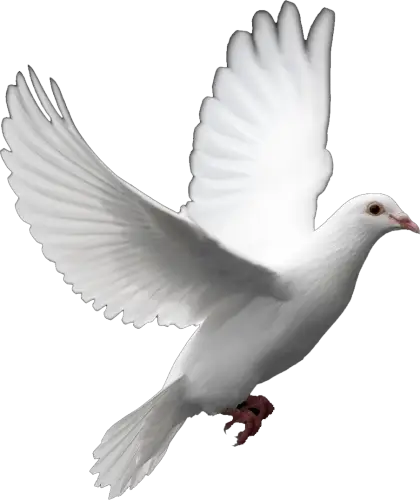 White Dove in Flight Illustration