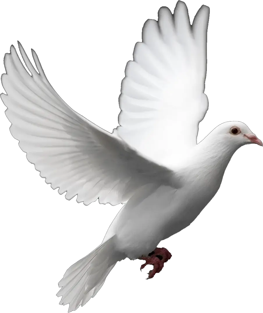 White Dove in Flight Illustration