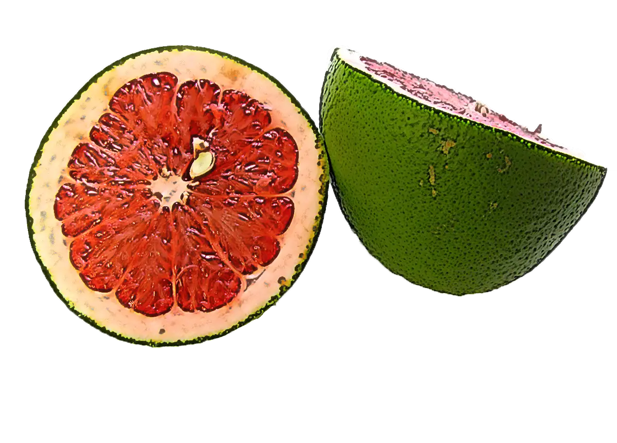 Fresh Red Grapefruit with Slice
