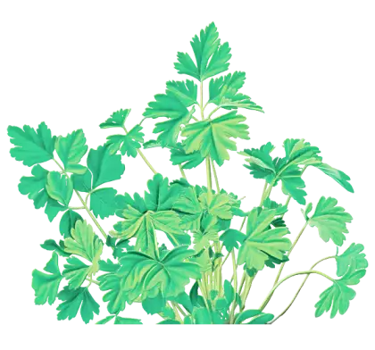 Fresh Parsley Leaves Illustration