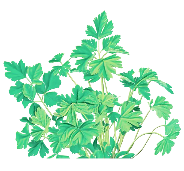 Fresh Parsley Leaves Illustration