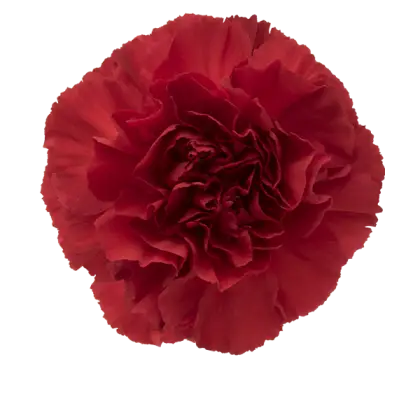 Detailed Red Carnation Flower Illustration