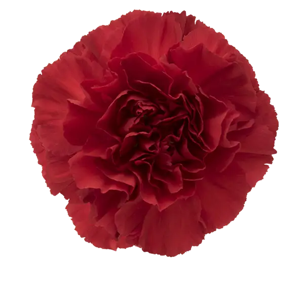 Detailed Red Carnation Flower Illustration