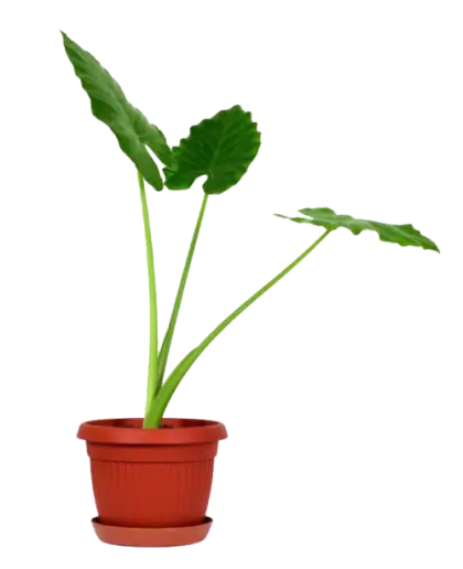 Potted Green Plant for Indoor Decoration