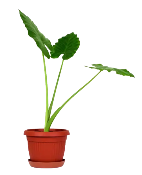 Potted Green Plant for Indoor Decoration