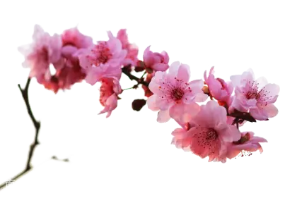 Pink Cherry Blossoms Illustration