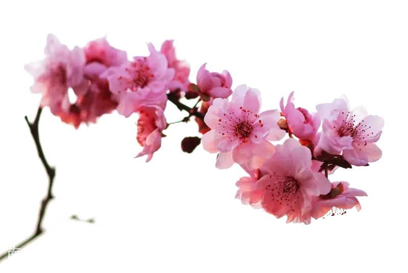 Pink Cherry Blossoms Illustration