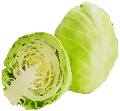 Fresh Green Cabbage Illustration