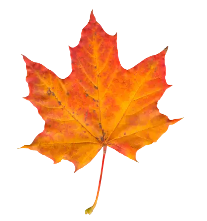 Orange Maple Leaf in Autumn